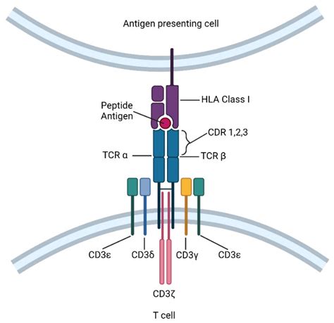 A Review of T Cell Markers, CD3 Antigens and Antibodies - Creative ...