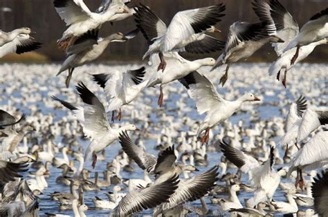 Stunning photos from the snow goose migration - Cottage Life