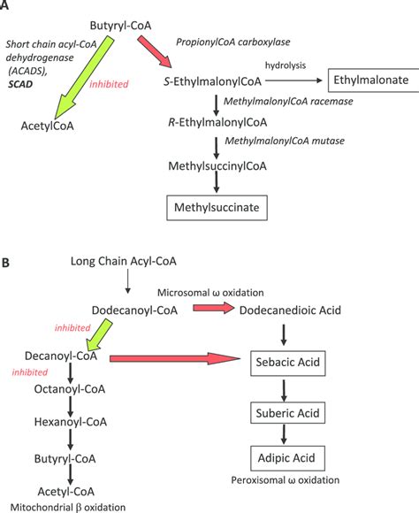 Biochemical pathways for short-and long-chain fatty acyl-CoA ...