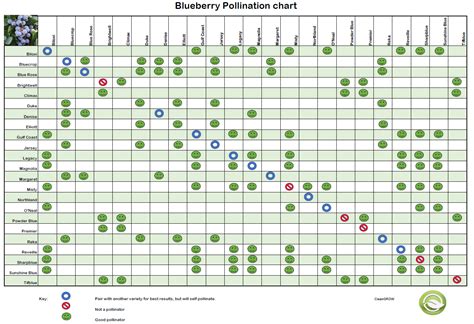 Blueberry Pollination Chart – CleanGROW