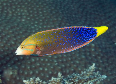 Photographs of wrasses and parrotfishes (family Labridae)