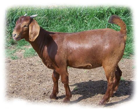 Live Goats mutton products,Pakistan Live Goats mutton supplier