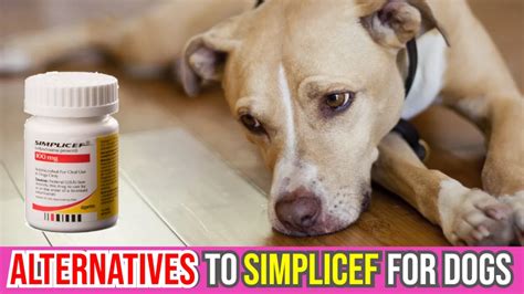 Alternatives To Simplicef for Dogs | Antibiotics for Dogs