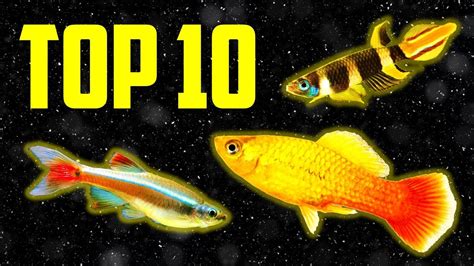 Top 10 Coldwater Fish That Don’t Need a Heater – HousePetsCare.com