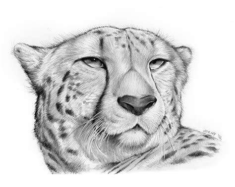 Cheetah Drawing - Cheetah by Greg Joens | Cheetah drawing, Animal ...