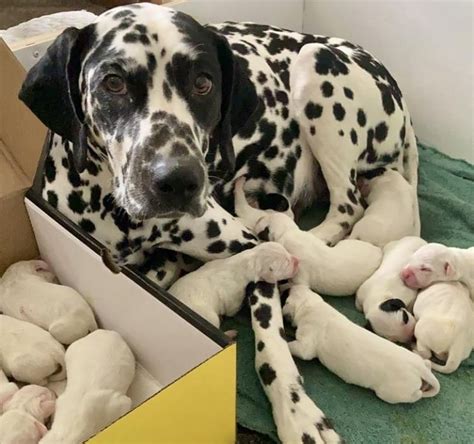 Meet Queeny the Dalmatian who just gave birth to 16 happy puppies ...