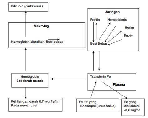 Mengapa kekurangan zat besi, vitamin B 12 dan Asam folat dapat ...