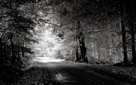 Black And White Nature Wallpaper - WallpaperSafari