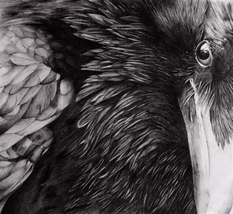 Raven - Pencil drawing | Raven art, Realistic pencil drawings, Art