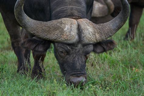 Unusual African buffalo facts and photos - why so feared by hunters?