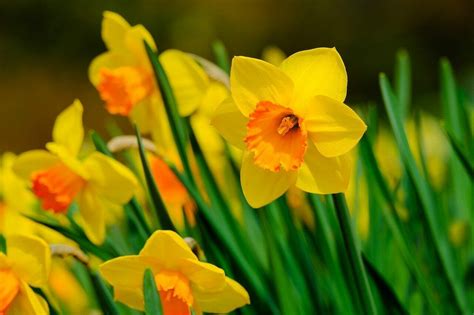 Ultimate Guide to the Narcissus Flower Meaning & Symbolism - Petal Republic