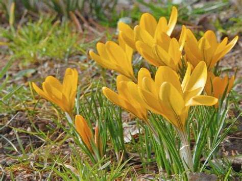 Crocus flavus (Yellow Crocus) - World of Flowering Plants