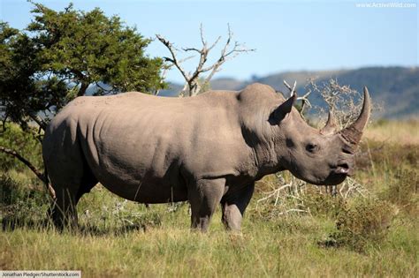 White Rhinoceros Facts, Pictures & Info For Kids & Adults. | White ...