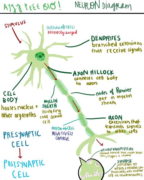 astudyinchartreuse: “ A diagram of a neuron and its functions. ” Again ...