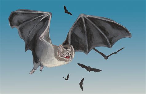 Five Things Everyone Should Know about … Vampire Bats – GROW magazine