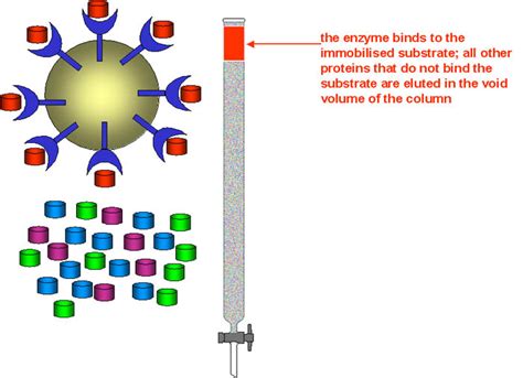 Affinity Chromatography Diagram