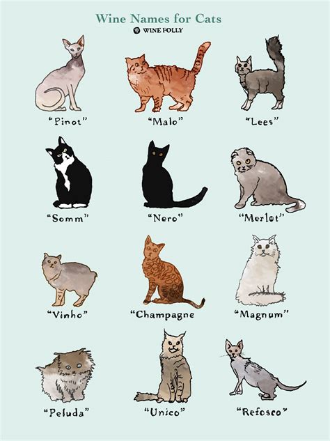 25 Perfectly Fitting Wine Names for Cats | Wine Folly