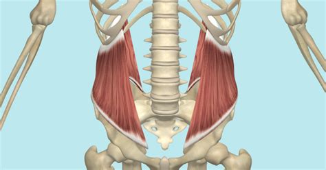 The Internal and External Oblique Muscles Its Attachments and Actions