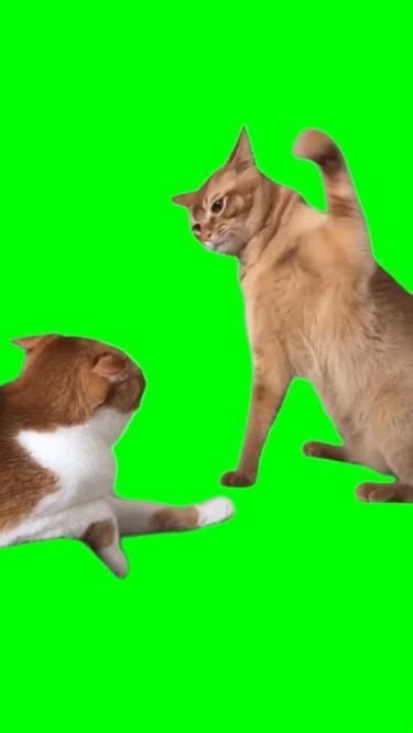 Green Screen Cat Hits Another Cat Meme | Cat memes, Funny animals, Cute ...