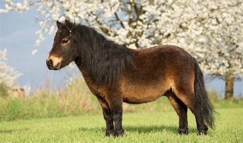 10 Best Horse and Pony Breeds for Kids