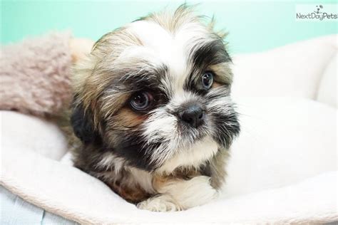 Blue: Shih Tzu puppy for sale near Orange County, California ...