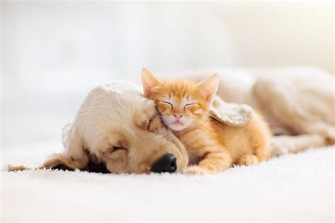 Adorable Video Shows Momma Cat Introducing Her Kitten to Family Dog ...