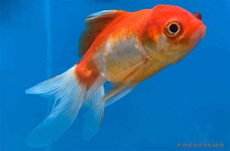 How To Care For A Goldfish - Goldfish Guide - Goldfish Info