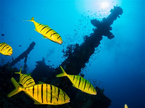 Golden trevally (juvenile) - MyFishGallery