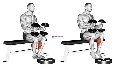 Dumbbell Seated Calf Raise - Home Gym Review