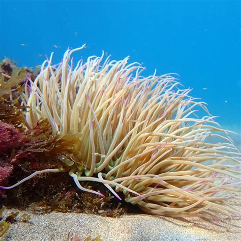 ANEMONES - campestre.al.gov.br