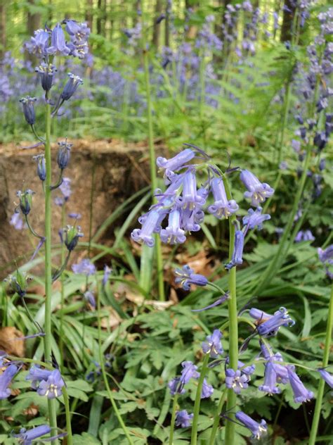 The forest of Blue bells/ Halle Forest/ Hallerbos, Belgium | Bluebells ...