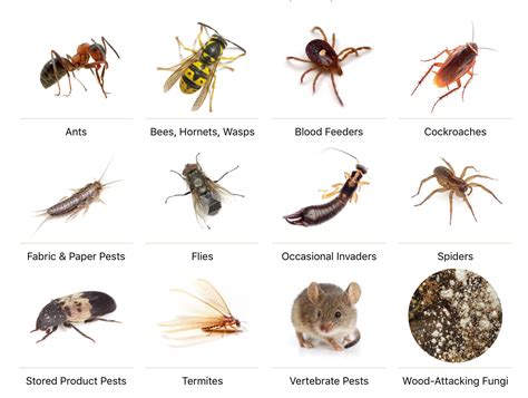 General Pests Control Too Close For Comfort, Bed Bugs, Pest Control ...