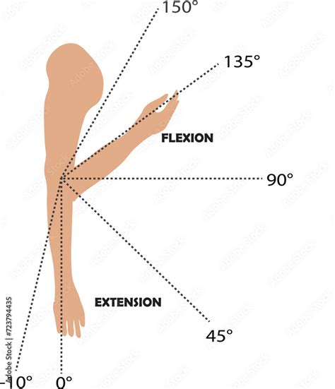 Arm Flexion and Extension Diagram Exploring Anatomy, Muscles, and Range ...