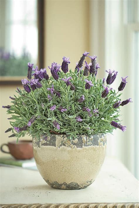 How To Care For Potted Lavender | Potted lavender, Lavender flowers, Plants