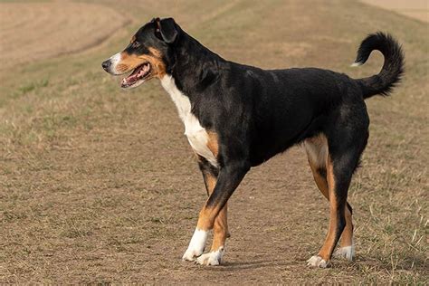 Appenzeller Sennenhund Dog Breed Information - American Kennel Club ...