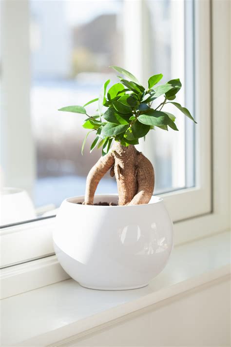 How to Take Care of a Bonsai Tree—for Beginners!