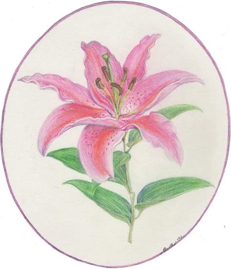 Stargazer Lily Drawing by Joanna Aud - Fine Art America