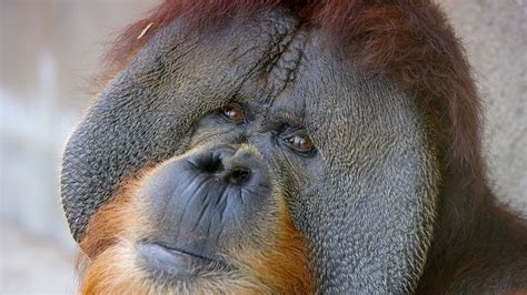 Sumatran orangutan male with cheek pads | Sumatran orangutan, Orangutan ...