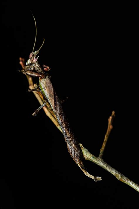 Dragon Mantis Captured in Extremely Rare Video