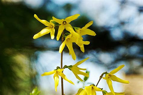 Forsythia Flowers Spring - Free photo on Pixabay