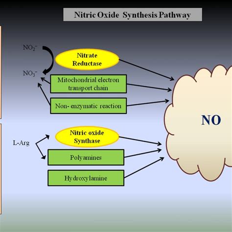 An illustration of nitric oxide synthesis pathway | Download Scientific ...