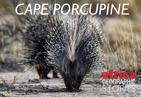 Cape porcupine - Africa Geographic