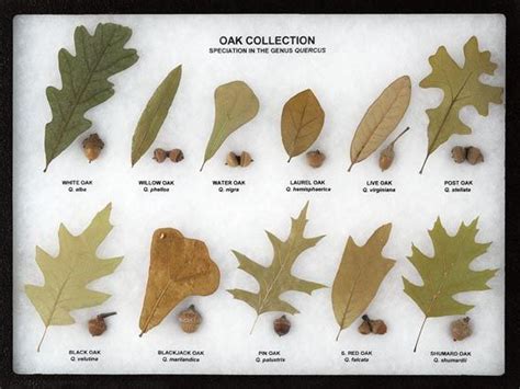 Southern Oak Tree Identification | earth-base