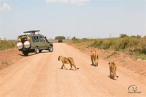 Why Nairobi National Park, Kenya Is a Must-Visit - Divulge Adventures