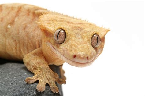 Crested Gecko - Reptiles Magazine