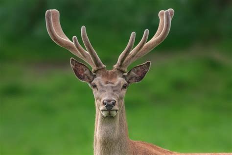 Deer Antler Velvet Overview - Deer Antler Velvet