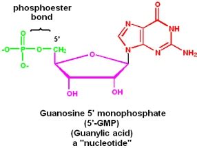 In the DNA backbone, which bonds exactly are considered ester bonds ...