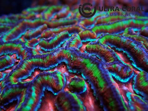 Symphyllia wilsoni - Ultra Coral Australia