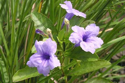 Ruellia tuberosa