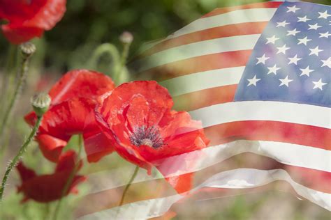 How Did Poppies Become the Symbol of Veterans Day? - Eastern Floral ...